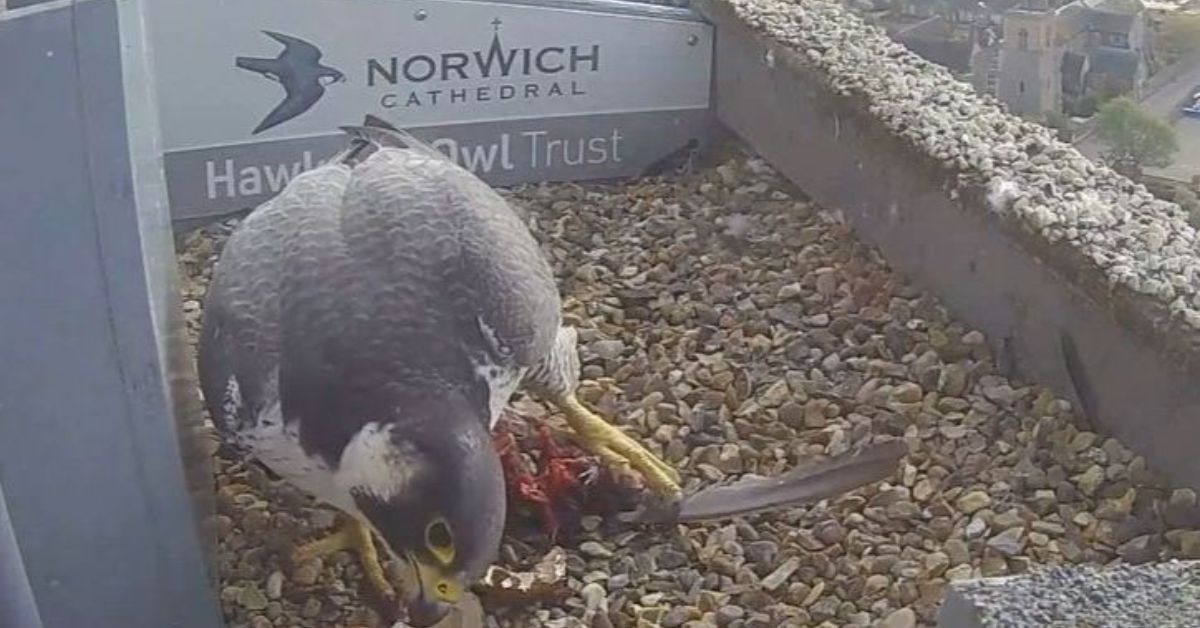 Managing breaking news with the Hawk & Owl Trust Image